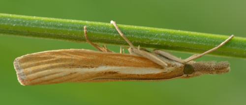 Réf. 265 915 : Agriphila tristella